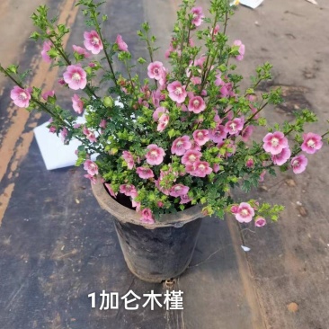 1加仑木槿花状态好开花漂亮花很密一盆15.5,实物实拍图