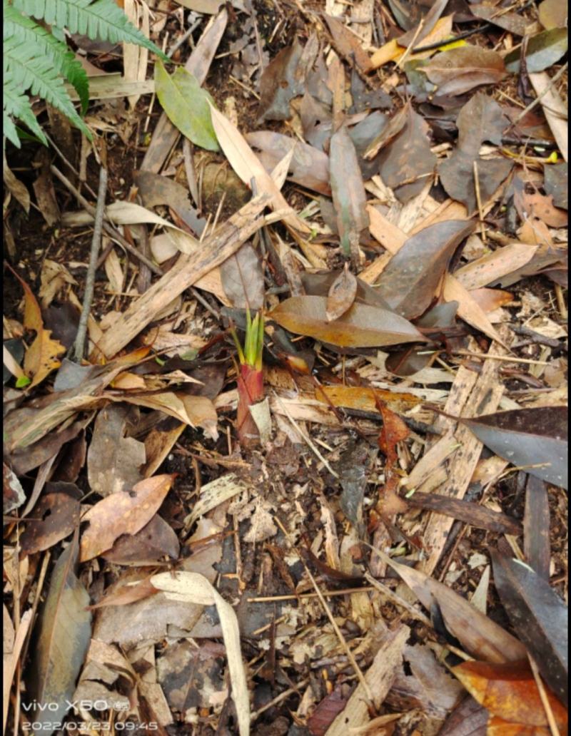 新鲜高山甜苦笋万亩基地，现挖现发，保证新鲜，一件代发