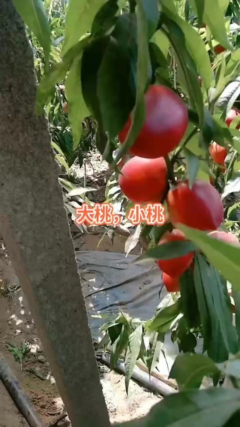 中油油桃，大量上市，货源充足，欢迎电商，批发市场老板来购