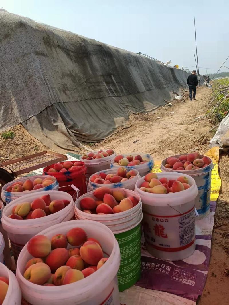 中油油桃，大量上市，货源充足，欢迎电商，批发市场老板来购