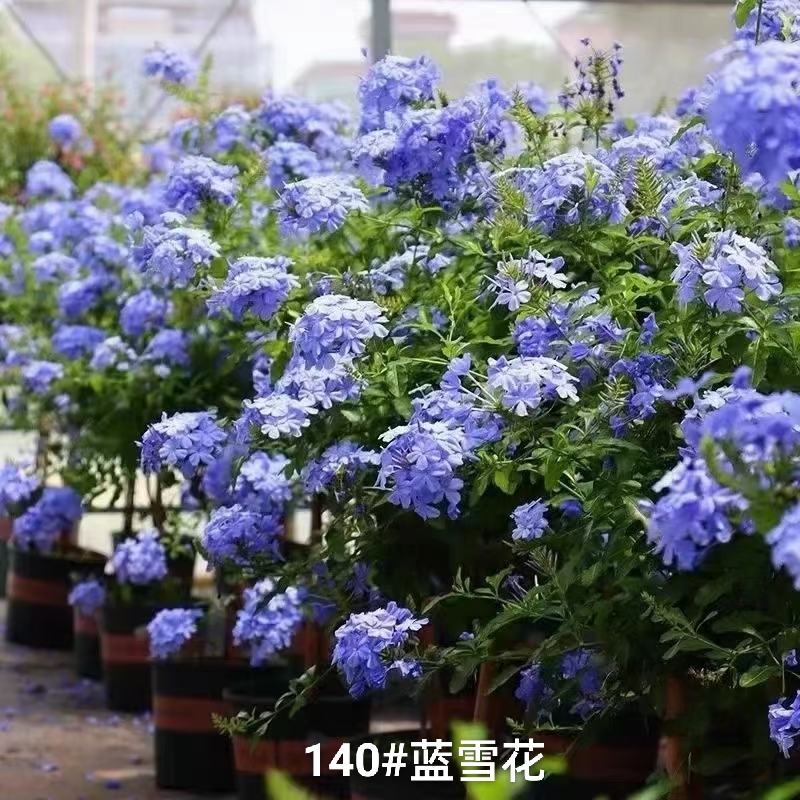 140#蓝雪花，一箱35盆一盆6元，花头满实物实拍图