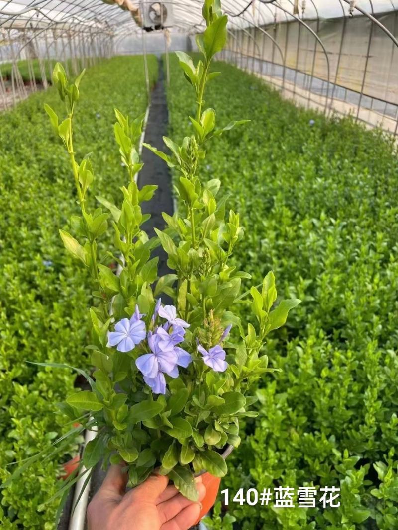 140#蓝雪花，一箱35盆一盆6元，花头满实物实拍图