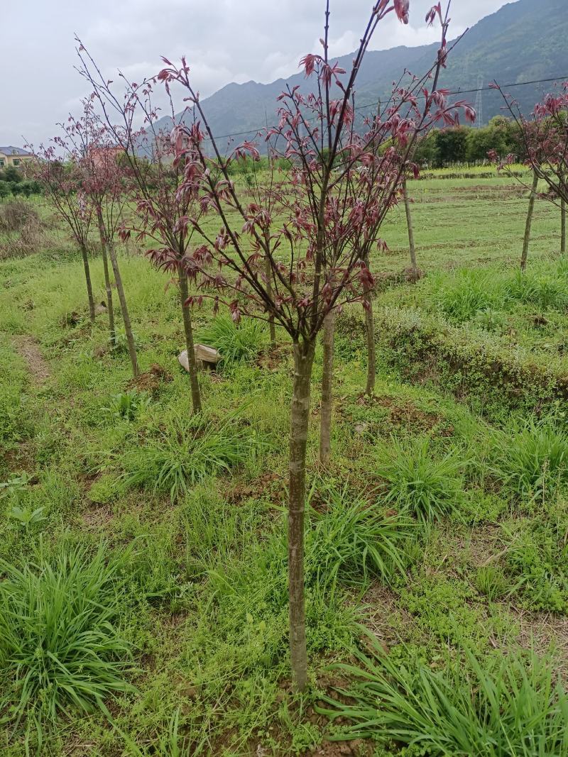 红枫袋苗3～8公分，大量供应