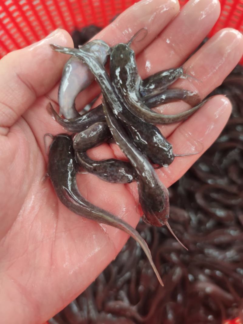 埃及塘鲺鱼苗革胡子鲶鱼苗埃及胡子鲶鱼苗易养好活