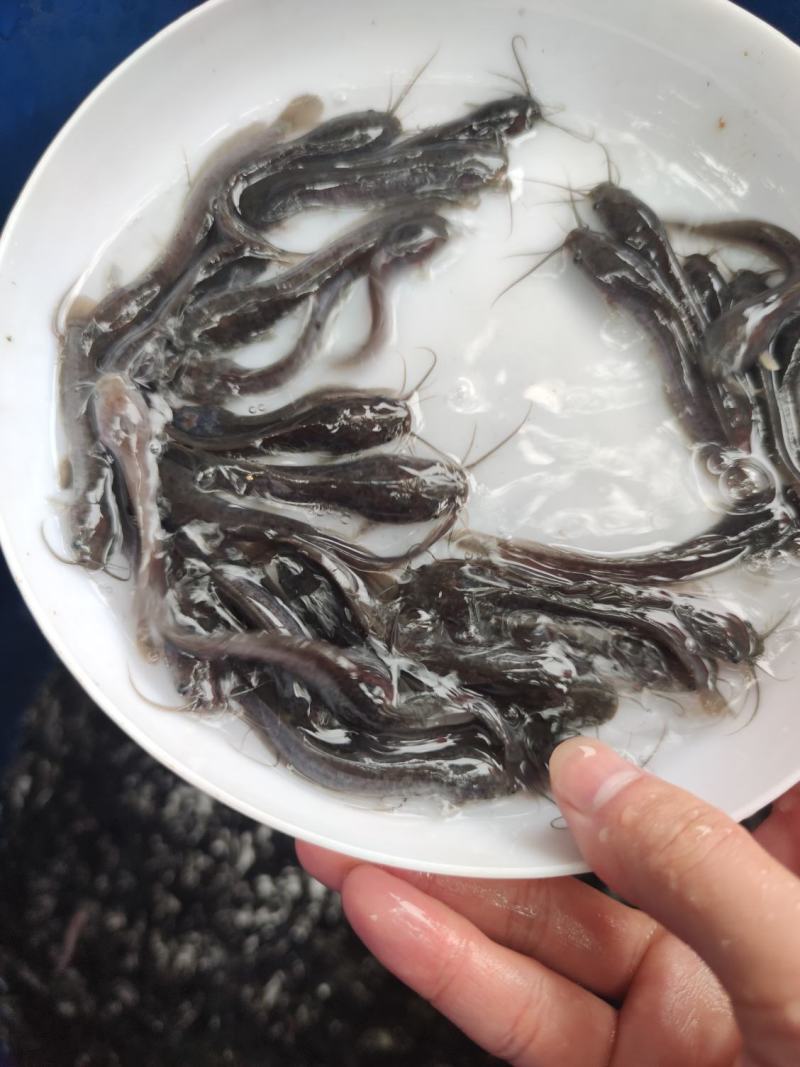 埃及塘鲺鱼苗革胡子鲶鱼苗埃及胡子鲶鱼苗易养好活