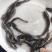 埃及塘鲺鱼苗革胡子鲶鱼苗埃及胡子鲶鱼苗易养好活