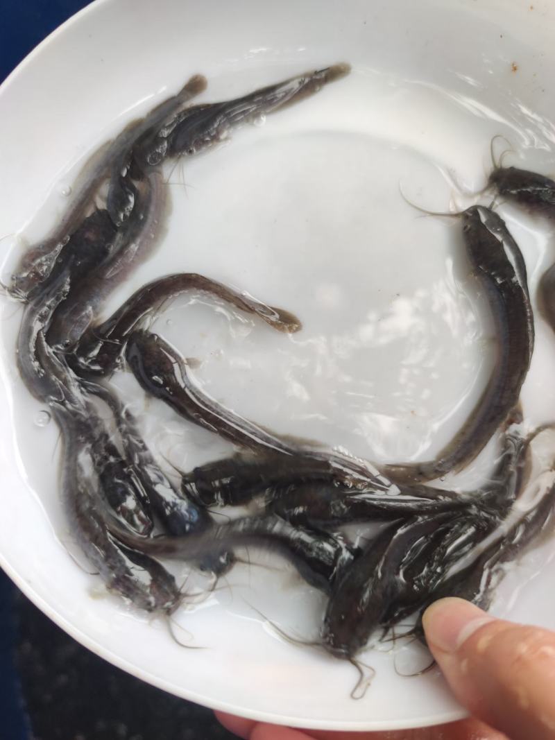 埃及塘鲺鱼苗革胡子鲶鱼苗埃及胡子鲶鱼苗易养好活