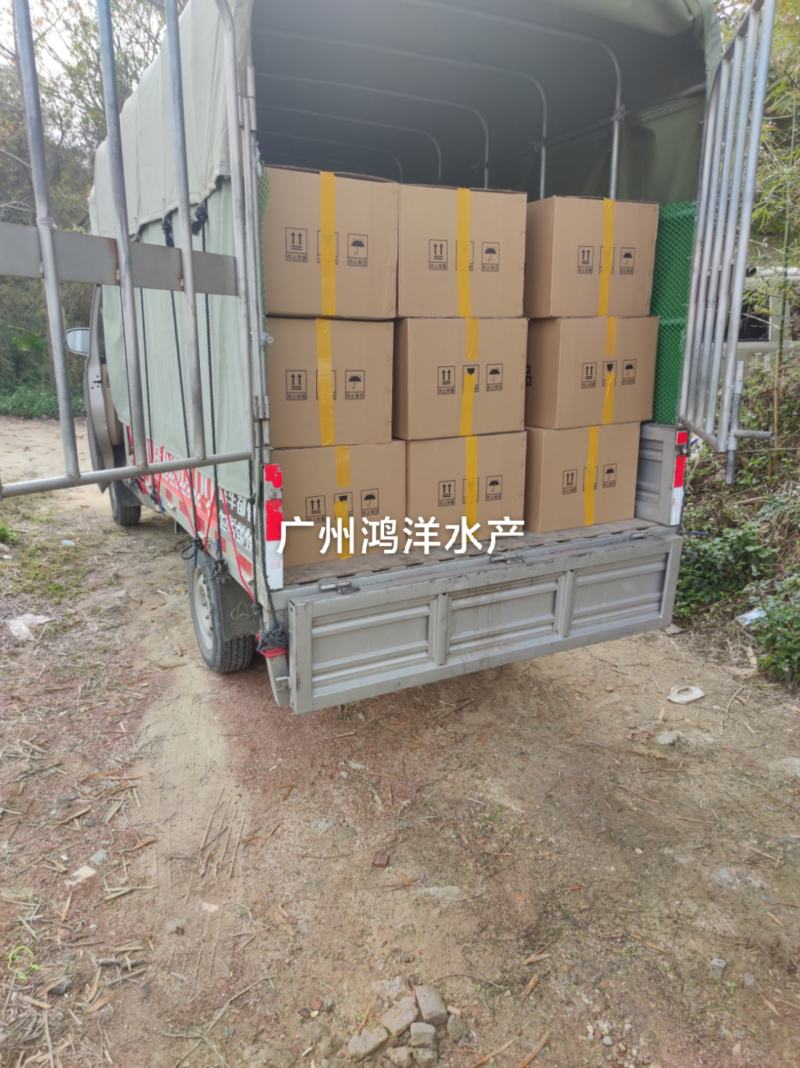 埃及塘鲺鱼苗革胡子鲶鱼苗埃及胡子鲶鱼苗易养好活