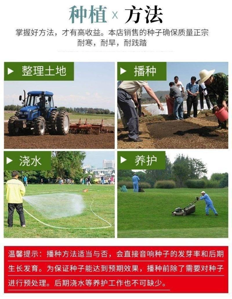 狗牙根草坪种子，四季常青护坡草籽耐践踏绿化百慕大草坪种子