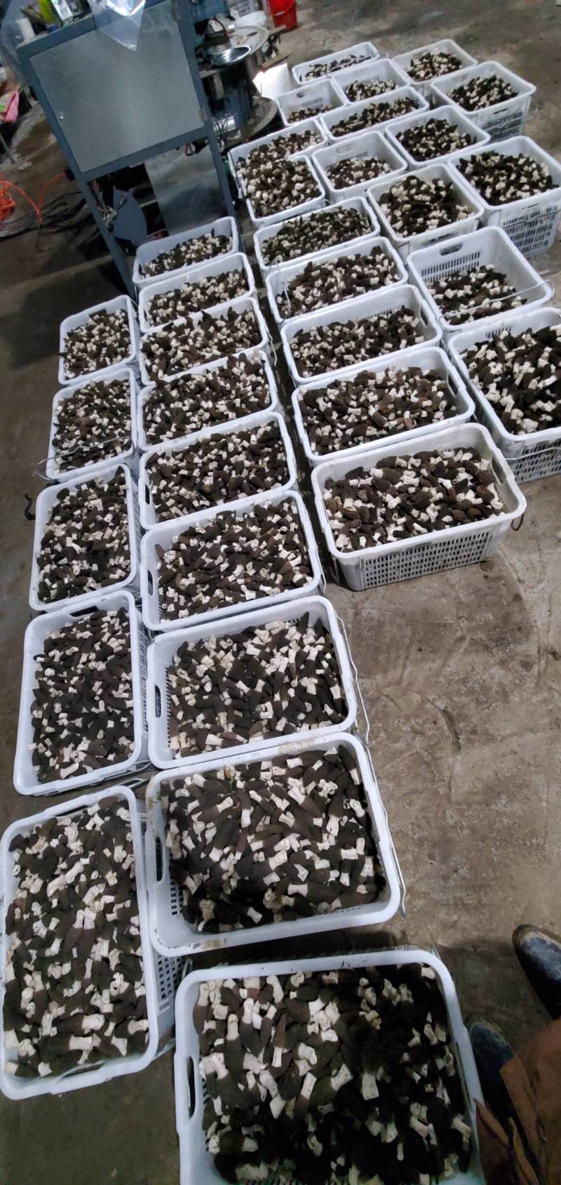 羊肚菌鲜品干货牛肝菌