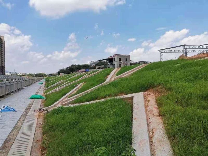狗牙根草坪种子，四季常青护坡草籽耐践踏绿化百慕大草坪种子