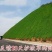 狗牙根草坪种子，四季常青护坡草籽耐践踏绿化百慕大草坪种子