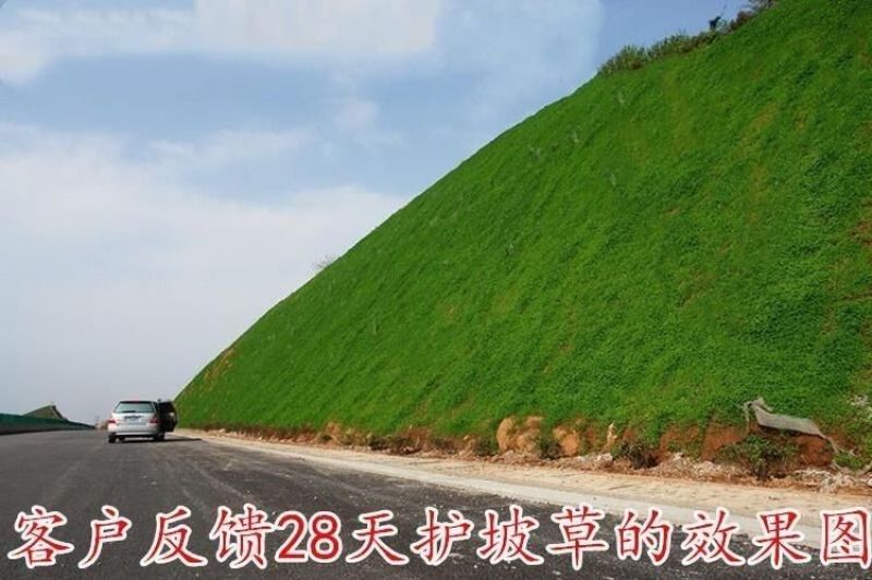 狗牙根草坪种子，四季常青护坡草籽耐践踏绿化百慕大草坪种子