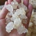 雪燕拉丝雪燕无硫干货2A3A4A规格齐全