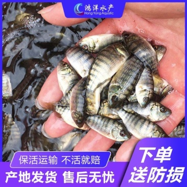 特大种罗非鱼苗快大脆肉罗非鱼新吉富罗非鱼苗淡水鱼批发