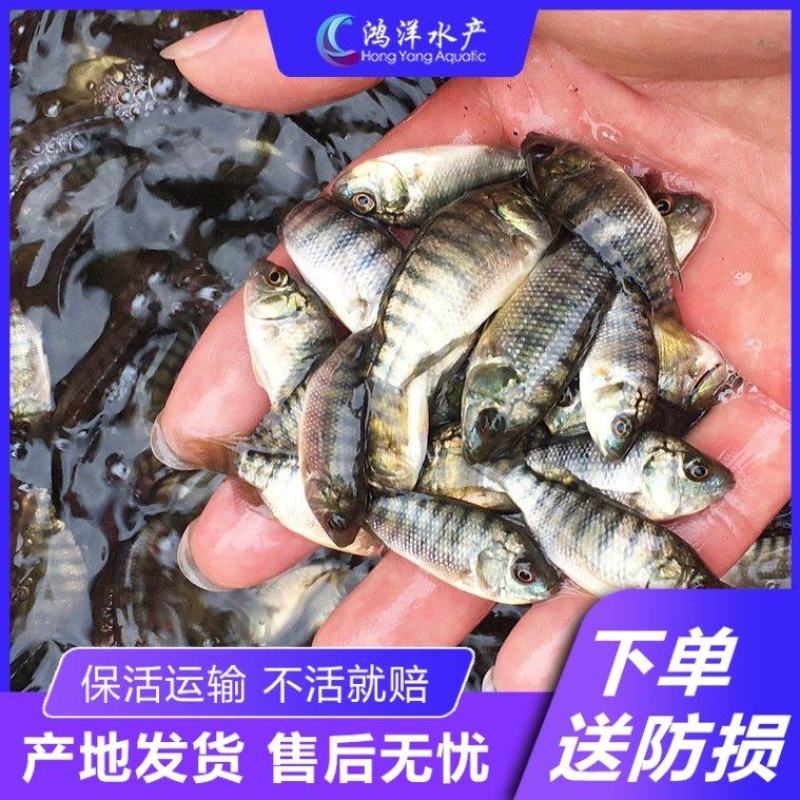 特大种罗非鱼苗快大脆肉罗非鱼新吉富罗非鱼苗淡水鱼批发