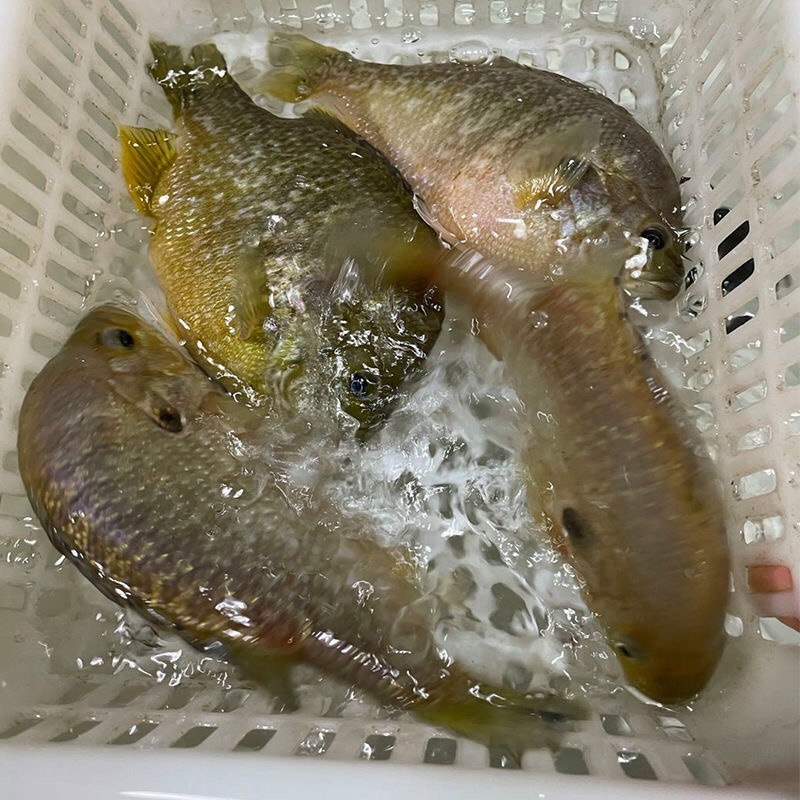 精品太阳鱼，真正的美味鱼，货量充足，产地直发