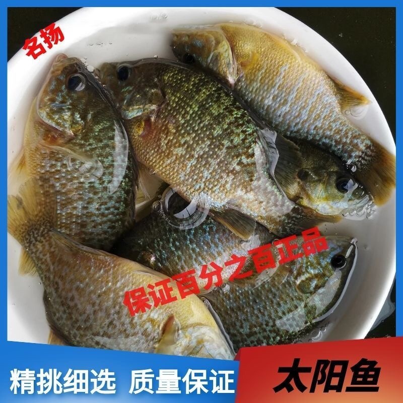 精品太阳鱼，真正的美味鱼，货量充足，产地直发