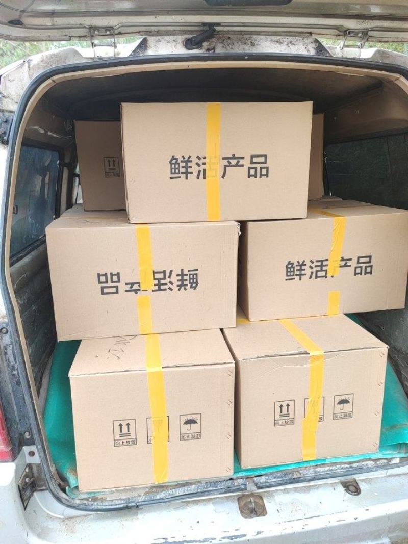 特大种罗非鱼苗快大脆肉罗非鱼新吉富罗非鱼苗淡水鱼批发