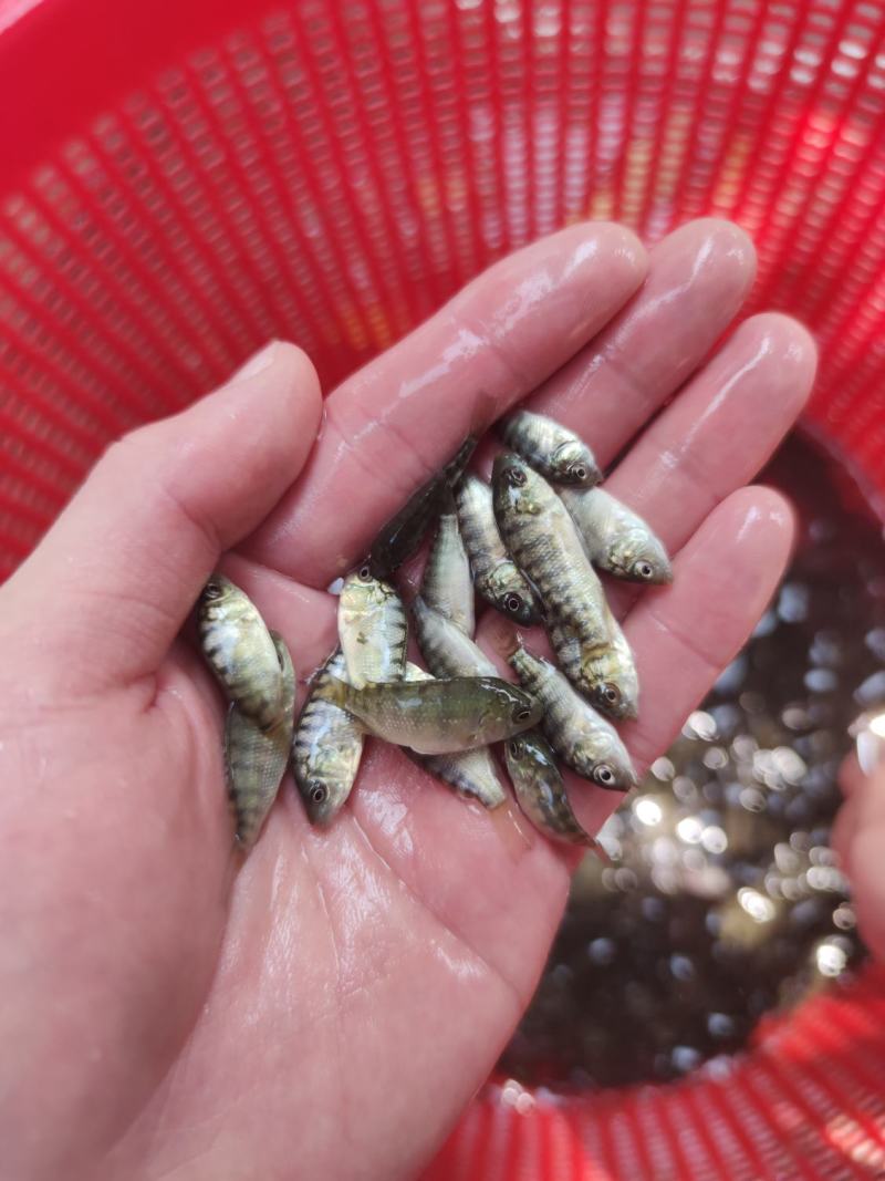 特大种罗非鱼苗快大脆肉罗非鱼新吉富罗非鱼苗淡水鱼批发