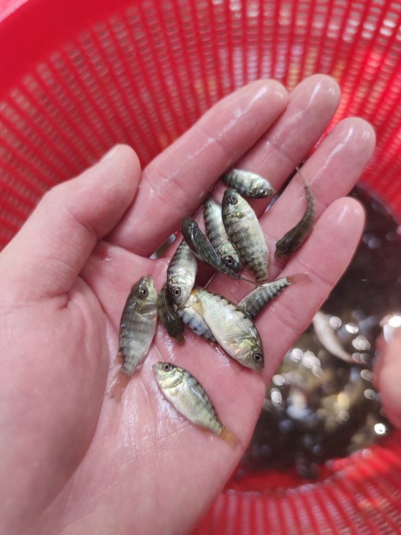 特大种罗非鱼苗快大脆肉罗非鱼新吉富罗非鱼苗淡水鱼批发