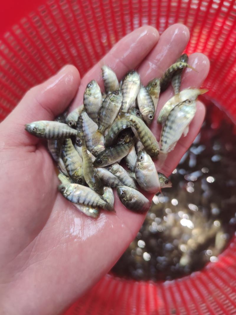 特大种罗非鱼苗快大脆肉罗非鱼新吉富罗非鱼苗淡水鱼批发