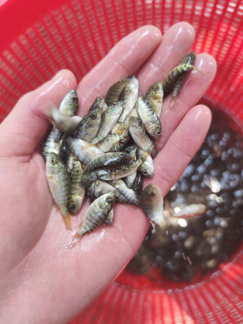 特大种罗非鱼苗快大脆肉罗非鱼新吉富罗非鱼苗淡水鱼批发