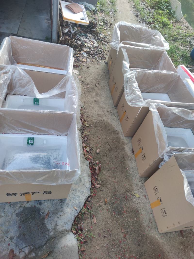 特大种罗非鱼苗快大脆肉罗非鱼新吉富罗非鱼苗淡水鱼批发