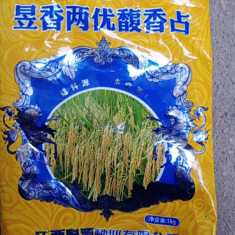 昱香两优馥香占
