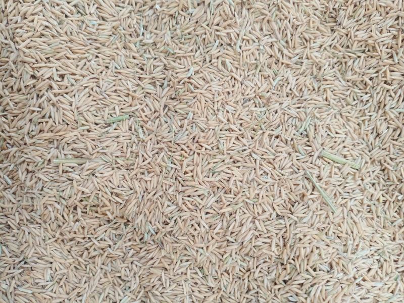 昱香两优馥香占