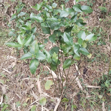 野生草珊瑚