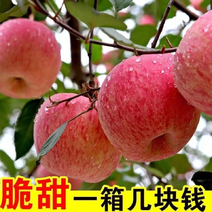 红富士苹果一件全国多仓发货新疆阿克苏苹果
