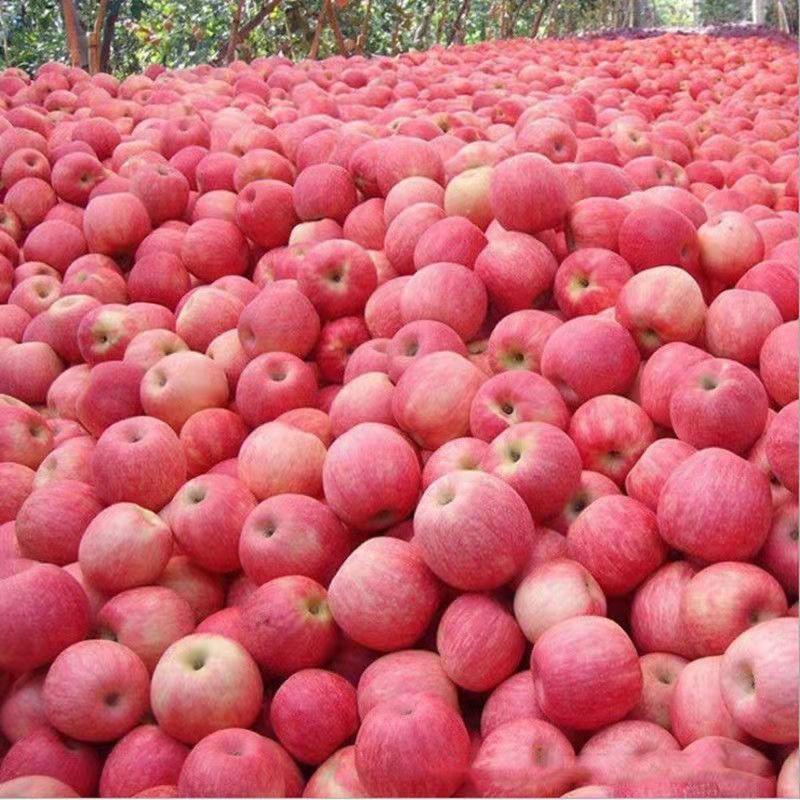 红富士苹果一件代发全国多仓发货新疆阿克苏苹果
