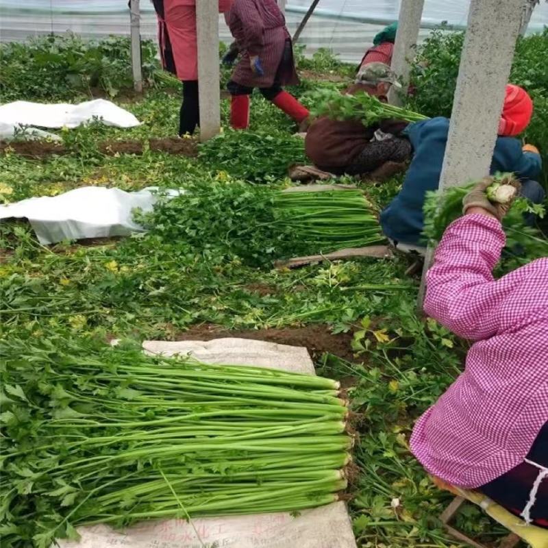 特色稀有芹菜鲍芹种子高产芹菜西芹种籽特嫩翠绿芹菜种子