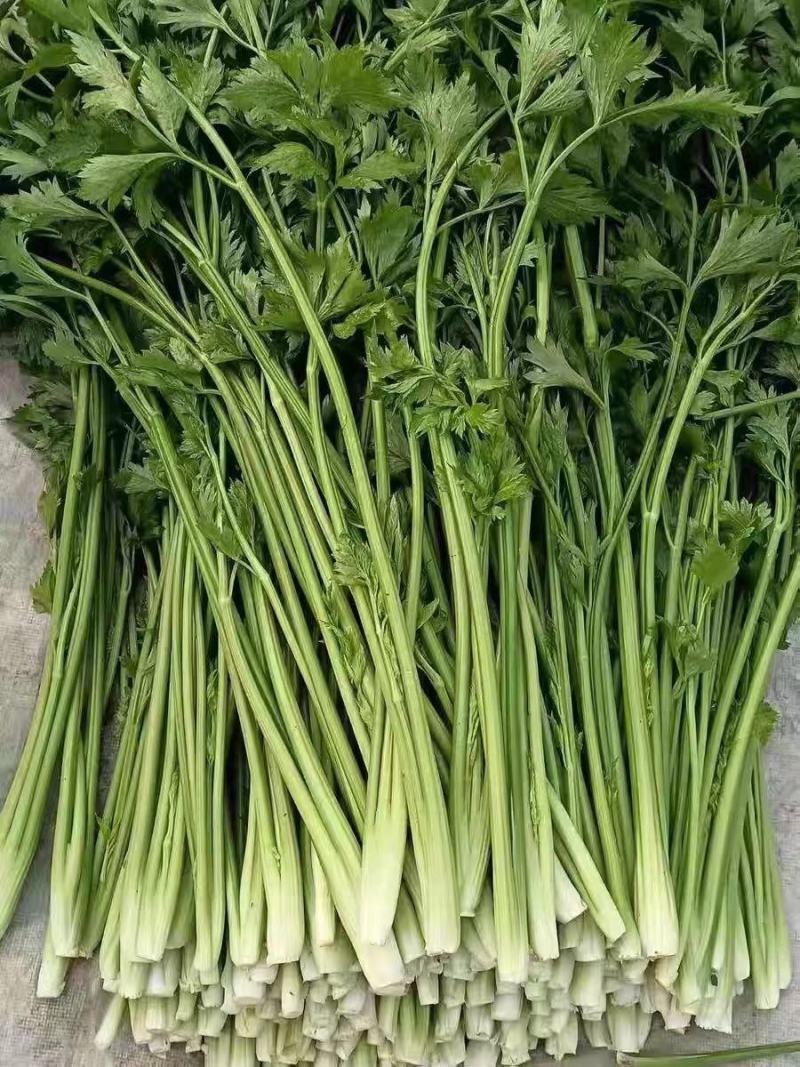 特色稀有芹菜鲍芹种子高产芹菜西芹种籽特嫩翠绿芹菜种子