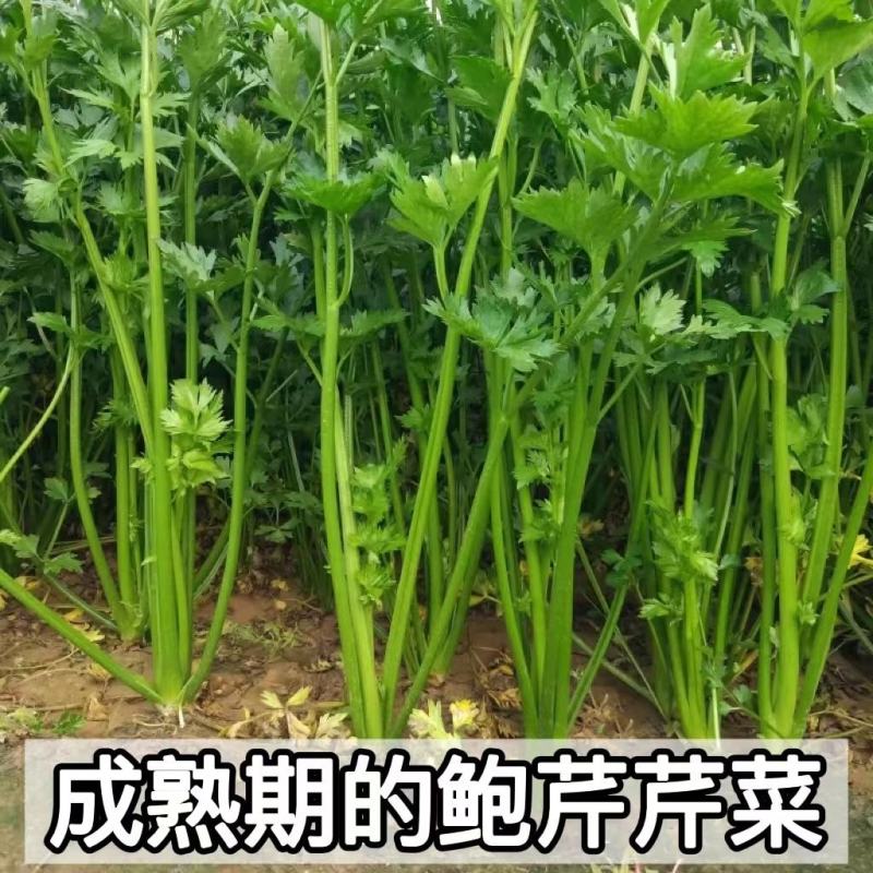 特色稀有芹菜鲍芹种子高产芹菜西芹种籽特嫩翠绿芹菜种子