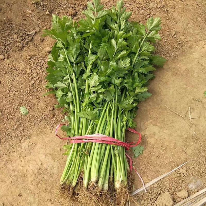 特色稀有芹菜鲍芹种子高产芹菜西芹种籽特嫩翠绿芹菜种子