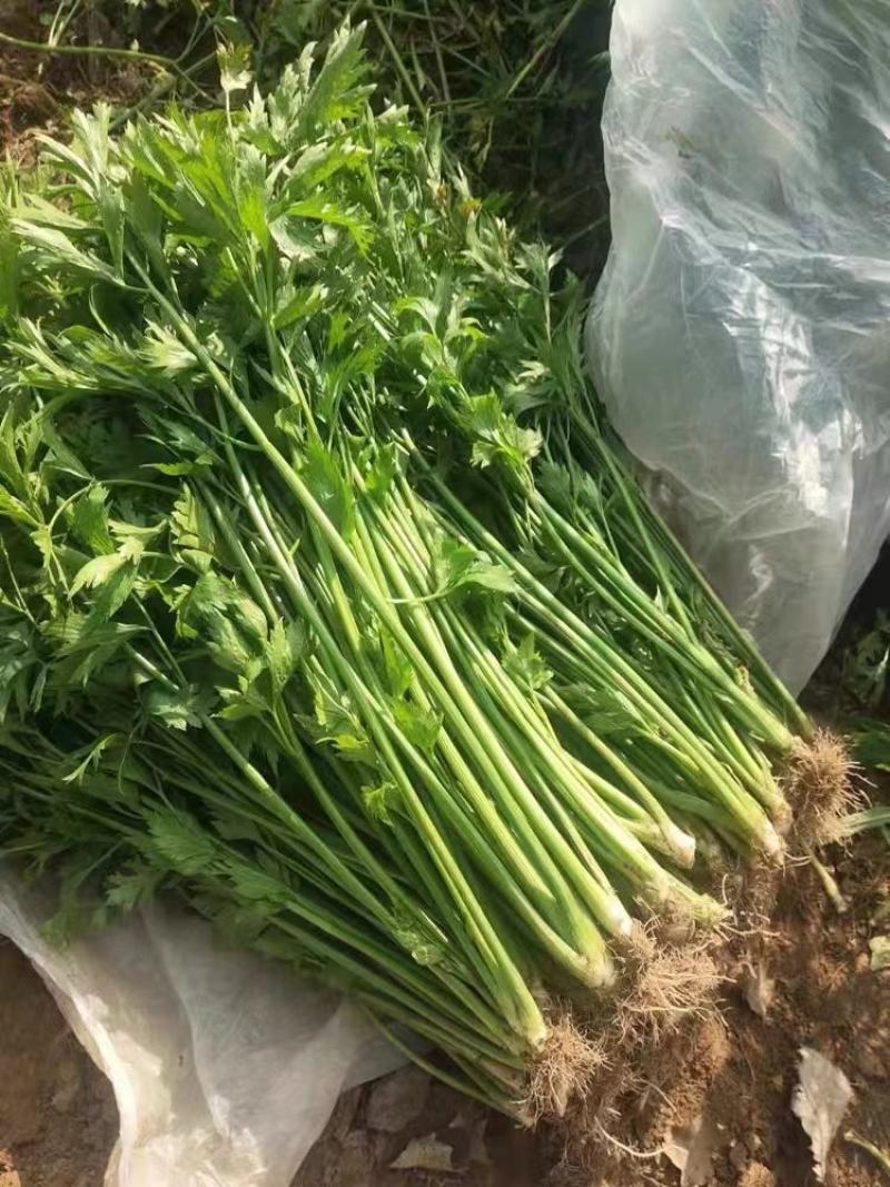 特色稀有芹菜鲍芹种子高产芹菜西芹种籽特嫩翠绿芹菜种子