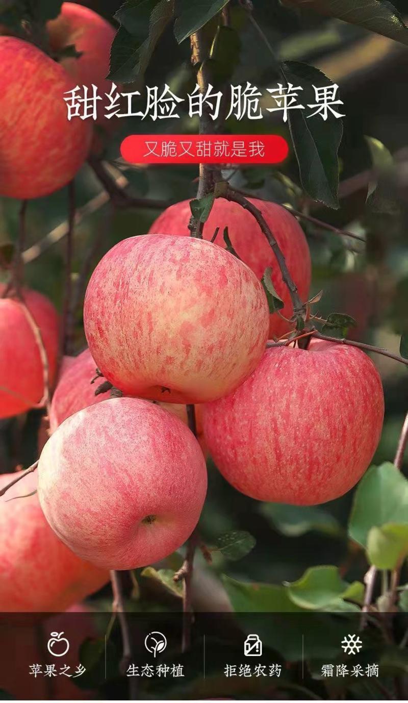 红富士苹果一件代发全国多仓发货新疆阿克苏苹果