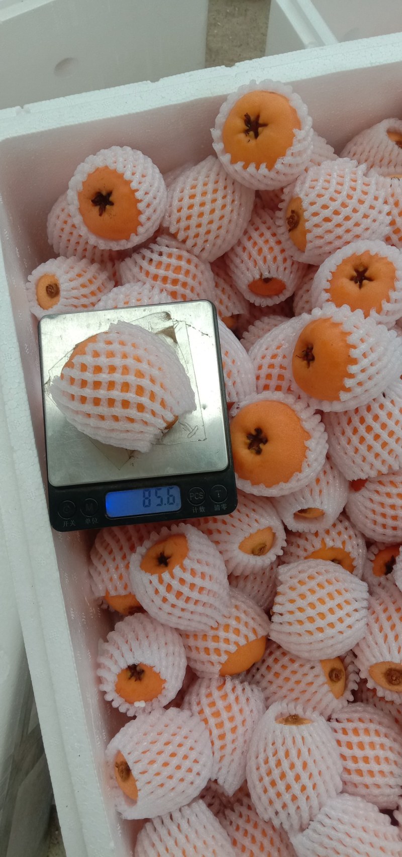 云南蒙自大枇杷
