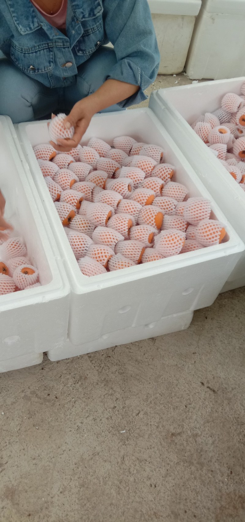 云南蒙自大枇杷