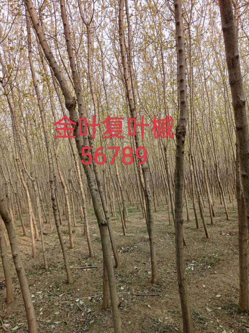 金叶复叶槭5/10公分，大量上市开封货源