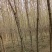 金叶复叶槭5/10公分，大量上市开封货源