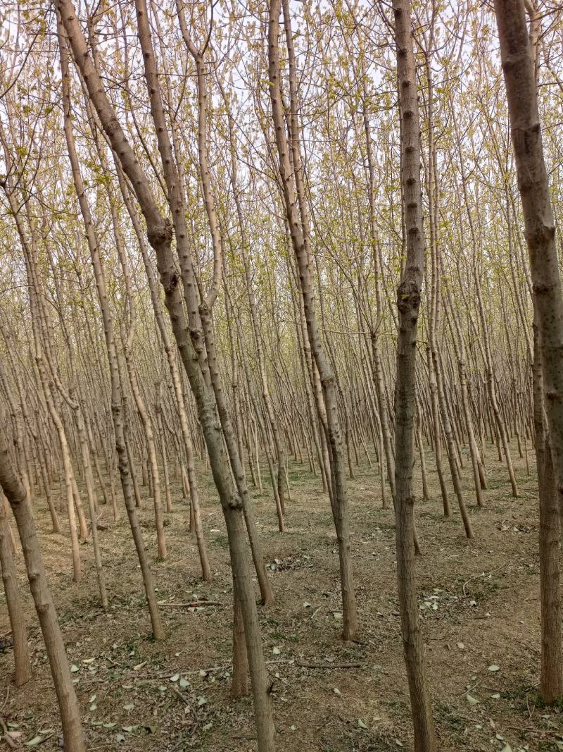 金叶复叶槭5/10公分，大量上市开封货源