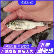 大头鱼苗花鲢鱼苗胖头鱼淡水活体养殖黑鲢鳙鱼四大家鱼苗