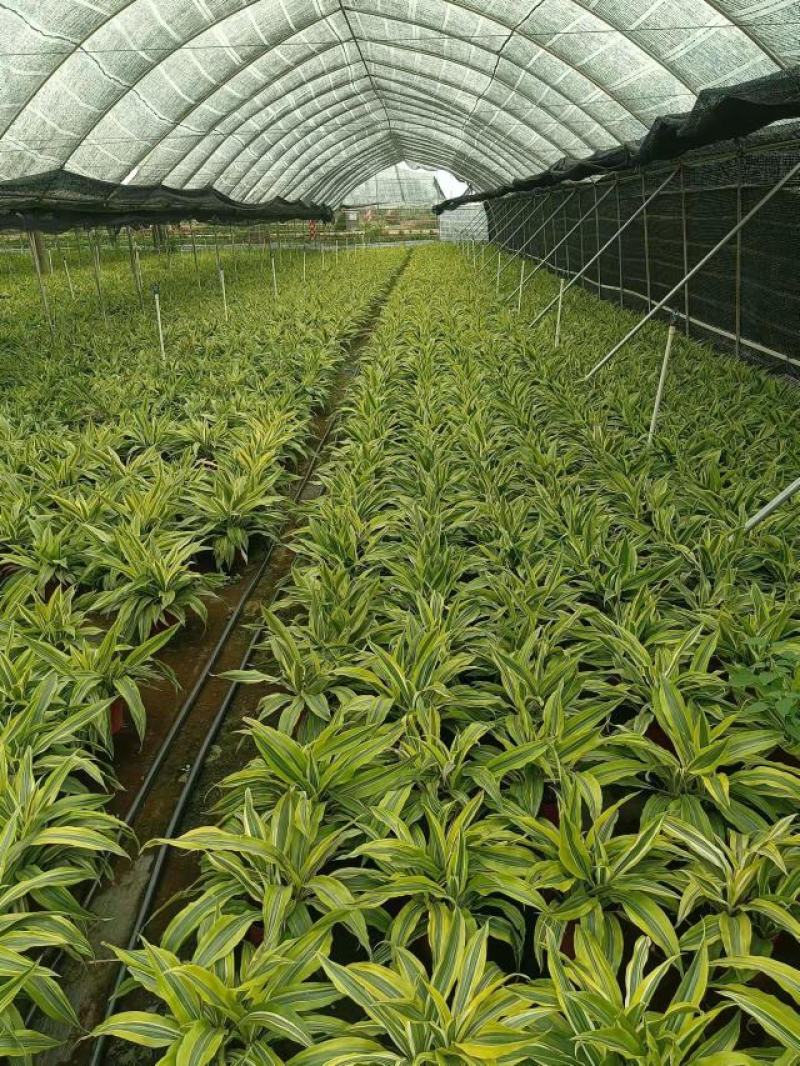 巴西美人铁140杯盆栽花卉批发，广东一手货源，全国发货