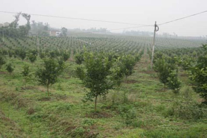湖南省永州市8000亩好土壤，大田旱土，平地出租，转让