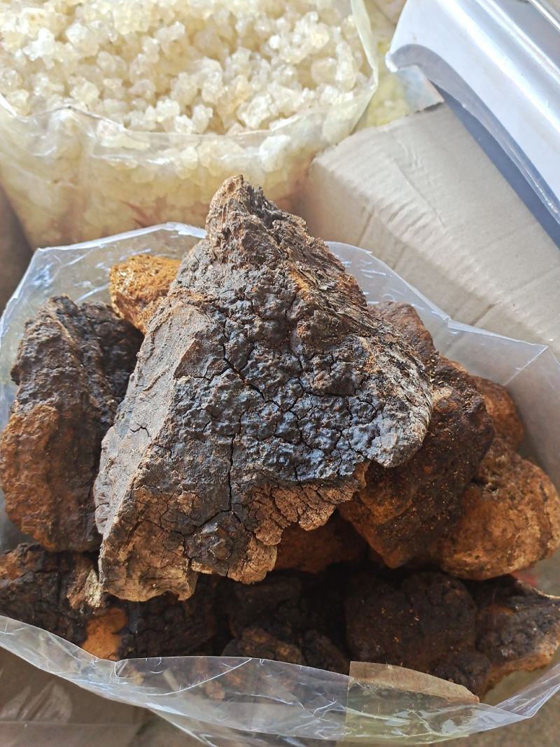 桦树茸野生桦树茸桦褐孔菌保证正品黑金颗粒可打粉