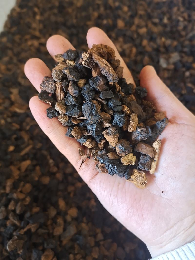 桦树茸野生桦树茸桦褐孔菌保证正品黑金颗粒可打粉
