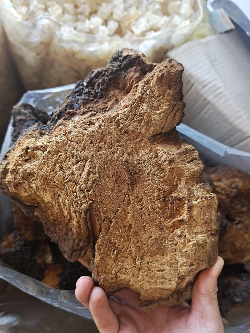 桦树茸野生桦树茸桦褐孔菌保证正品黑金颗粒可打粉